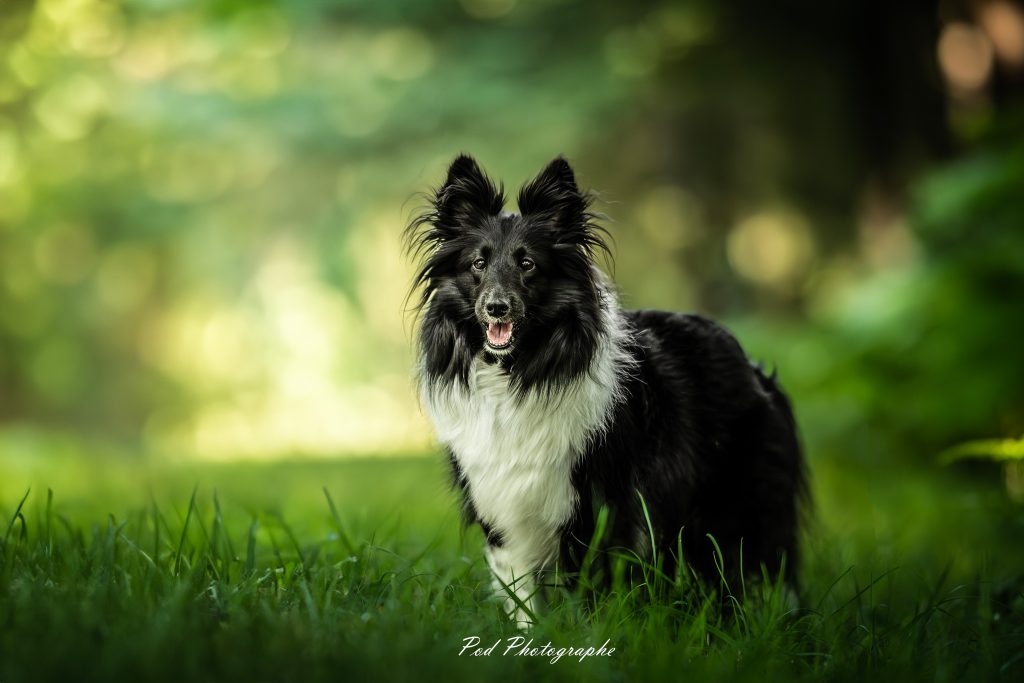 Chien en promenade dans la nature