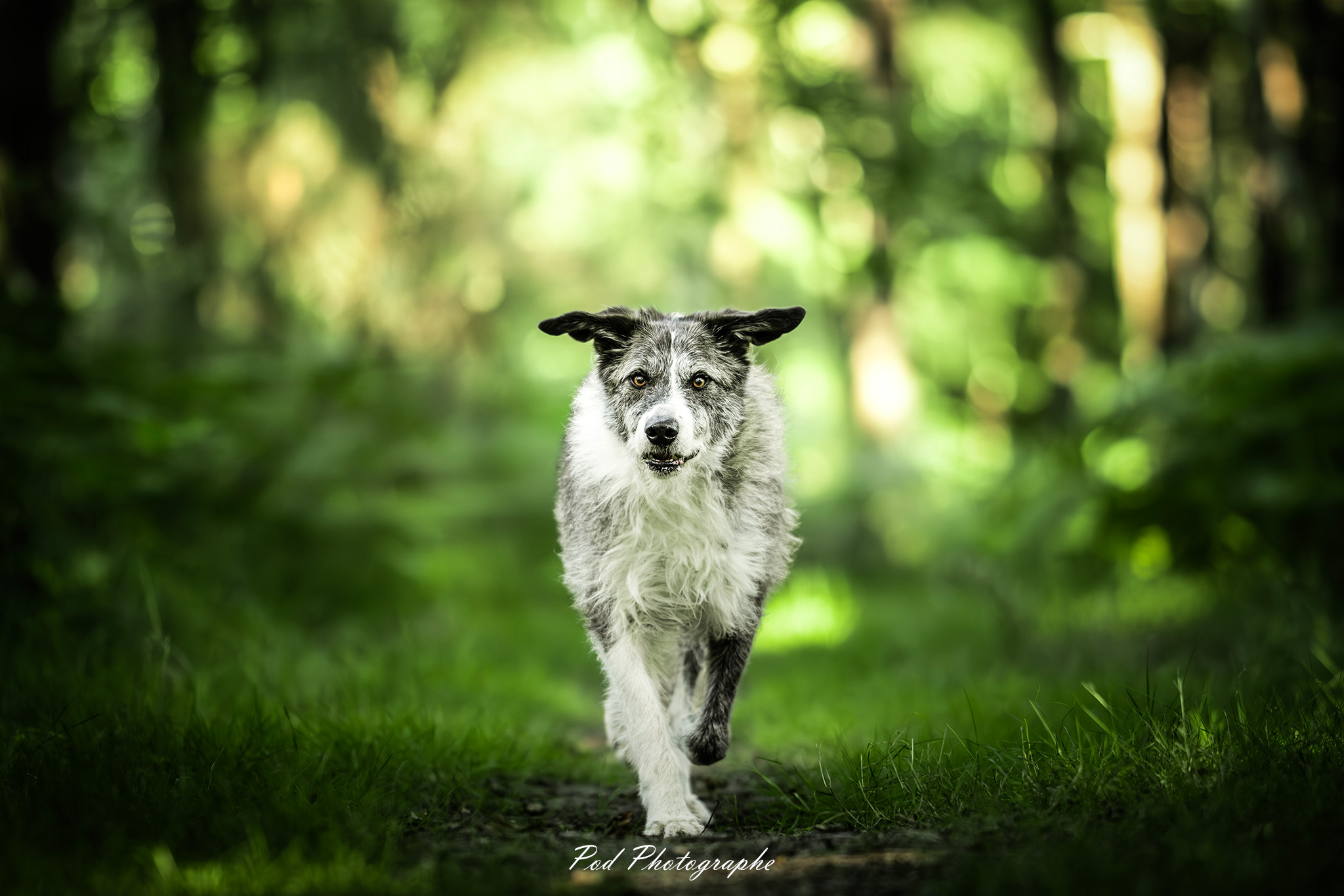 Chien avançant sur un sentier en forêt.