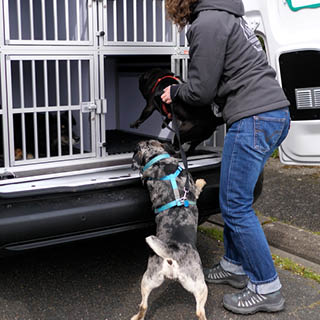 Chien montant dans un véhicule de transport